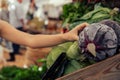 Hand of woman buying red cabbage at local market Royalty Free Stock Photo