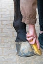 Hand of a woman cleaning the hoof of a horse with a wooden dandy brush. Concept of horse grooming, hoof cleaning or horse care. Royalty Free Stock Photo