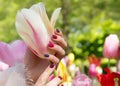 Hand of a woman with colorful nailpolish holding a tulip. Royalty Free Stock Photo