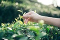 Hand of woman crop a green tea