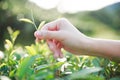 Hand of woman crop a green tea