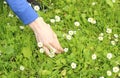 Hand of woman with fresh white daisies Royalty Free Stock Photo