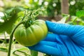 The hand of a woman gardener holds a green tomato. Home greenhouse.