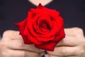 Hand of woman give a red rose. Valentine`s Day