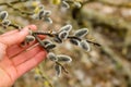 Hand of woman hold branch of blooming catkins of willow, blurry background