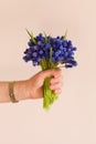 Hand of woman holding a bunch of beautiful spring blue flowers.