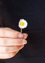 Hand of a woman holding a daisy Royalty Free Stock Photo