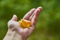 Hand of a woman holding a handful of yellow autumn leaves.