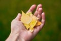 Hand of a woman holding a handful of yellow autumn leaves.