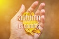 Hand of a woman holding a handful of yellow autumn leaves.