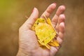 Hand of a woman holding a handful of yellow autumn leaves.