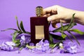 Hand woman holding a perfume bottle, flowers isolated on purple background Royalty Free Stock Photo