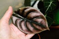 On hand of woman lies young, beautiful leaf of copper-red alocasia. Evergreen tropical plant. Breeding and caring for indoor Royalty Free Stock Photo