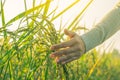 Hand of a woman in the morning rice field.