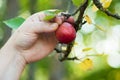 hand of woman picking a red small apple in apple tree Royalty Free Stock Photo