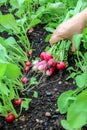 Hand of a woman picked up the first harvest of radishes in raised bed garden Royalty Free Stock Photo