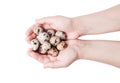 The hand of a woman with quail eggs.
