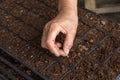 Hand woman sowing cucumber seeds