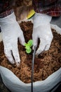 Hand woman sowing seedling of watermelon.