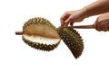 The hand of a woman stripping durian, the king of fruit Isolated on white background