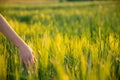 Young hand touch green rice on field during sunset ,nature and fresh air Royalty Free Stock Photo