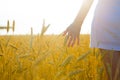 Hand of woman touching a golden wheat ear in the field. Sunset light. Blurred image Royalty Free Stock Photo