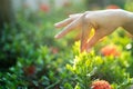 Hand women touch flower in the sunshine