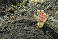 Hand in work glove crawled out of the ground. Bad master was buried in the ground Royalty Free Stock Photo