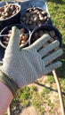 Hand in a working glove. Hand protection when planting potatoes Royalty Free Stock Photo