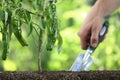 Hand works the soil with tool, green peppers plant in vegetable