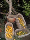 Hand-woven baskets. in Italy. Royalty Free Stock Photo