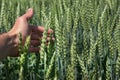 Hand wraps green ear close-up, agriculture, agronomist's review Royalty Free Stock Photo