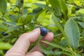 Hand wringing blueberries