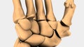 Hand and Wrist Bones of Human Royalty Free Stock Photo