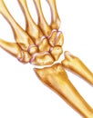 Hand and Wrist - Bones & Joints