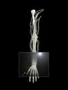 Hand and Wrist X-ray Royalty Free Stock Photo