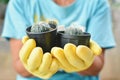Hand in yellow glove holding group of cactus Royalty Free Stock Photo