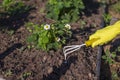 Hand in yellow gloves, loosened with small yellow hand rakes, soil near the strawberry bush in the garden Royalty Free Stock Photo