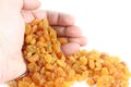 Hand with yellow raisins (sultana) Royalty Free Stock Photo