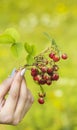 Hand of a young girl with a bouquet of red wild strawberries on a bright blurred background Royalty Free Stock Photo