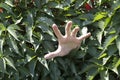 The hand of a young guy climbs out of the green foliage and wants to grab, or asks for help, the hand of a white man