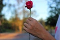 Hand of young handsome man is holding one beautiful red rose on nature blurred background Royalty Free Stock Photo