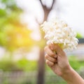 Hand of young holding a bouquet of jasmine with sun light.