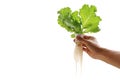 Hand of young man holding a white hydroponic pot with vegetable seedlings growing on a sponge isolated on white background with Royalty Free Stock Photo