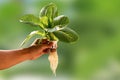 Hand of young man holding a white hydroponic pot with vegetable seedlings growing on a sponge isolated on green blurred background Royalty Free Stock Photo