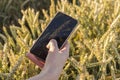 The hand of a young man with a mobile phone who is photographing an ear of wheat in a field. Royalty Free Stock Photo