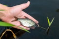 The hand of a young man releases the caught fish into the river, pond, lake