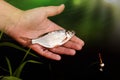 The hand of a young man releases the caught fish into the river, pond, lake