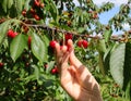 hand of young man who picks the big red ripe cherries from the c Royalty Free Stock Photo