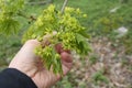 Hand and young maple leavs Royalty Free Stock Photo